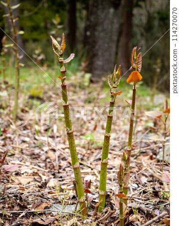 Japanese knotweed growing in the mountains Japanese knotweed growing in the mountains 114270070