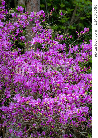 三葉杜鵑花‖ 三葉杜鵑花‖ 114270080