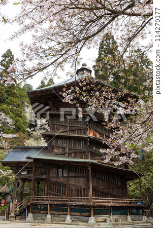 會津佐佐江戶和櫻花 114270177