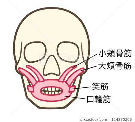 Zygomatic major muscle, Zygomatic minor muscle, Laughter muscle, Orbicularis oris muscle, Facial muscles Zygomatic major muscle, Zygomatic minor muscle, Laughter muscle, Orbicularis oris muscle, Facial muscles 114270266