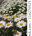 White flowers continue - North Pole 114270525