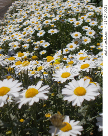 White flowers continue - North Pole 114270525