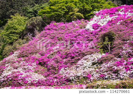 [Kyoto Scenery] Mimuroto Temple's Azalea Garden is Like a Painting 114270661