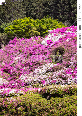[Kyoto Scenery] Mimuroto Temple's Azalea Garden is Like a Painting 114270662