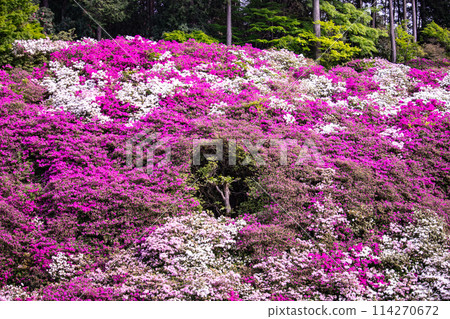 [Kyoto Scenery] Mimuroto Temple's Azalea Garden is Like a Painting 114270672