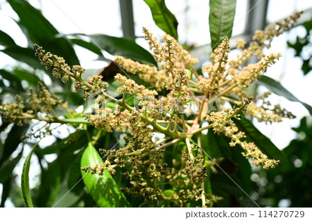Mango flowers (Anacardiaceae) and inside the greenhouse 114270729