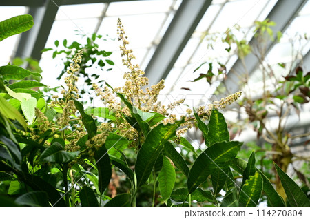 Mango flowers (Anacardiaceae) and inside the greenhouse 114270804