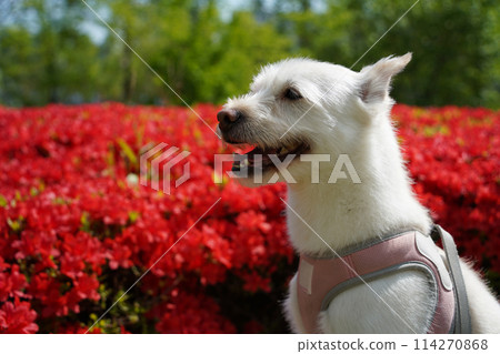 White dog with pink azalea flowers in the garden. Selective focus. White dog with pink azalea flowers in the garden. Selective focus. 114270868