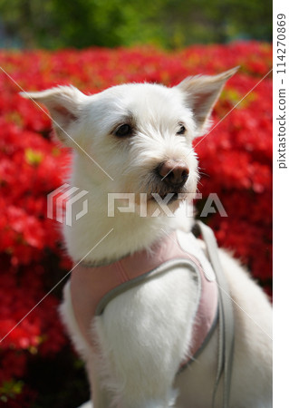White dog with pink azalea flowers in the garden. Selective focus. 114270869