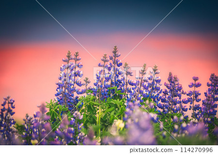 Colorful purple Lupin flower blooming and  sunset sky on background in summer 114270996