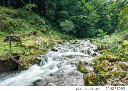 Cascade stream flowing in deep forest during summer Cascade stream flowing in deep forest during summer 114271093