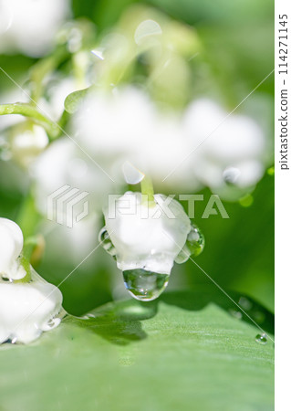 房子周圍的花 - 不同的季節 - 小白花在房子的樹蔭下綻放 - 鈴蘭花 114271145