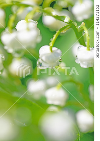 房子周圍的花 - 不同的季節 - 小白花在房子的樹蔭下綻放 - 鈴蘭花 房子周圍的花 - 不同的季節 - 小白花在房子的樹蔭下綻放 - 鈴蘭花 114271152