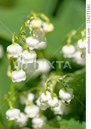 房子周圍的花 - 不同的季節 - 小白花在房子的樹蔭下綻放 - 鈴蘭花 114271161