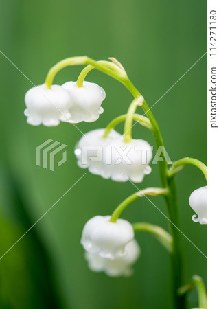 Flowers around the house, various in the four seasons, small white flowers bloomed in the shade of the trees around the house, lily of the valley flowers Flowers around the house, various in the four seasons, small white flowers bloomed in the shade of the trees around the house, lily of the valley flowers 114271180