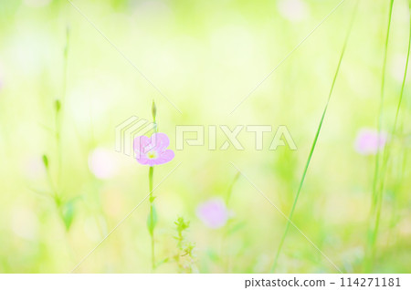 一朵漂亮的紅翅百合在田野裡綻放 一朵漂亮的紅翅百合在田野裡綻放 114271181