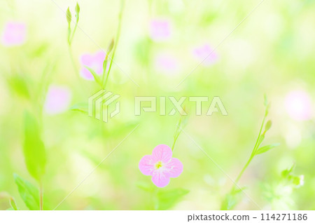 美麗的紅花在田野中綻放 — 柔和的花朵圖像 114271186