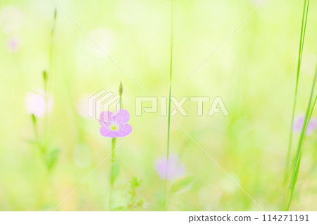 美麗的紅花在田野中綻放 — 柔和的花朵圖像 114271191