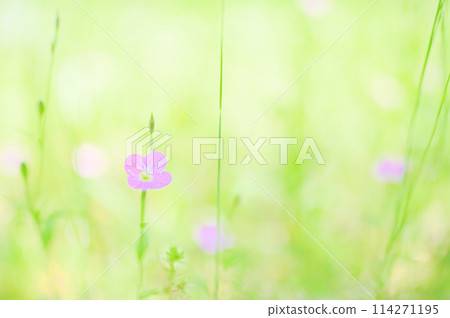 美麗的紅花在田野中綻放 — 柔和的花朵圖像 114271195