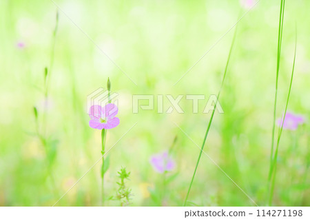 美麗的紅花在田野中綻放 — 柔和的花朵圖像 114271198