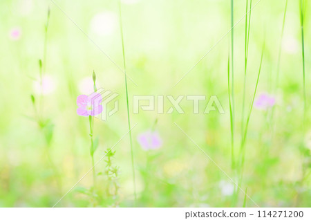 美麗的紅花在田野中綻放 — 柔和的花朵圖像 114271200