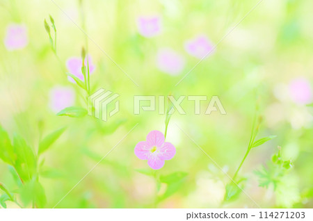 美麗的紅花在田野中綻放 — 柔和的花朵圖像 114271203