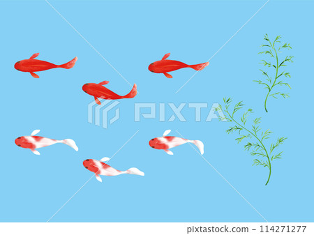 Red and Spotted Goldfish Illustration 114271277
