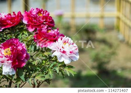Peonies at Soji-in Temple, Saitama City, Saitama Prefecture 114271407