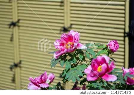 埼玉縣埼玉市總持院的牡丹 114271420