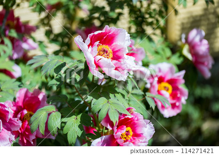 埼玉縣埼玉市總持院的牡丹 114271421