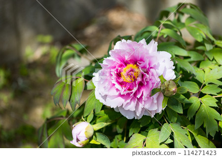 Peonies at Soji-in Temple, Saitama City, Saitama Prefecture 114271423