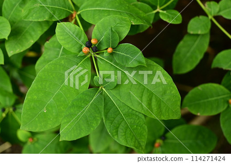 Aubergine (Apocynaceae) Fruit of the Indian Oenothera genus 114271424
