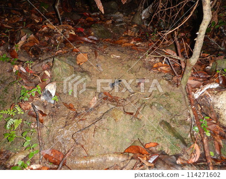 Amami Wren Amami Wren 114271602