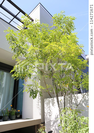 日本房屋種植和入口區域 日本房屋種植和入口區域 114271671