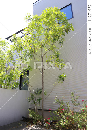 Japanese house: Plants and entrance area 114271672