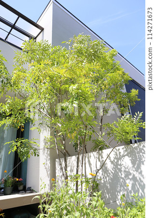 Japanese house: Plants and entrance area Japanese house: Plants and entrance area 114271673