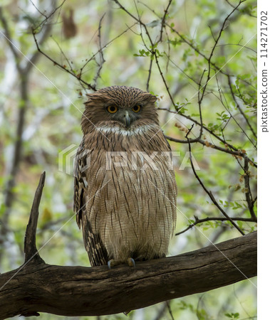 Brown fish owl or Ketupa zeylonensis or Bubo zeylonensis bird closeup perched on tree in natural scenic green background safari at ranthambore national park forest tiger reserve rajasthan india asia Brown fish owl or Ketupa zeylonensis or Bubo zeylonensis bird closeup perched on tree in natural scenic green background safari at ranthambore national park forest tiger reserve rajasthan india asia 114271702