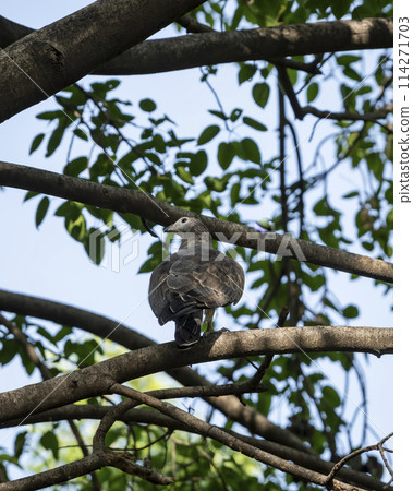 Wild male Oriental Honey Buzzard or Pernis Ptilorhyncus bird closeup perched high on tall tree in summer season safari at Ranthambore national park forest tiger reserve Rajasthan India asia 114271703