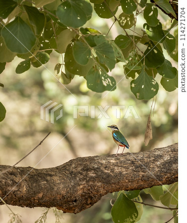 Indian pitta or Pitta brachyura beautiful colorful nine colors bird perched on branch of tree summer season visitor in natural green background at ranthambore national park forest tiger reserve india Indian pitta or Pitta brachyura beautiful colorful nine colors bird perched on branch of tree summer season visitor in natural green background at ranthambore national park forest tiger reserve india 114271704