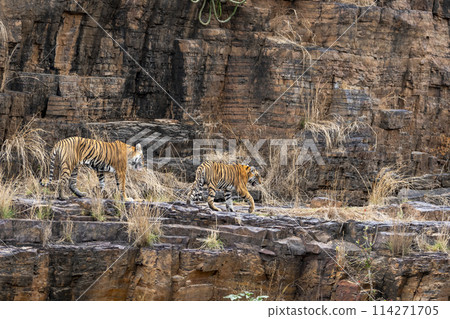 wild female mother tiger showing each place of territory to her young son or cub strolling on mountain rock hill in hot summer season safari at ranthambore national park forest reserve rajasthan india 114271705