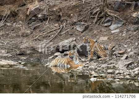 wild angry mother tiger or mom taking care of young cub flamboyant son while cooling off her body in waterhole in hot summer season safari at ranthambore national park forest reserve rajasthan india wild angry mother tiger or mom taking care of young cub flamboyant son while cooling off her body in waterhole in hot summer season safari at ranthambore national park forest reserve rajasthan india 114271706