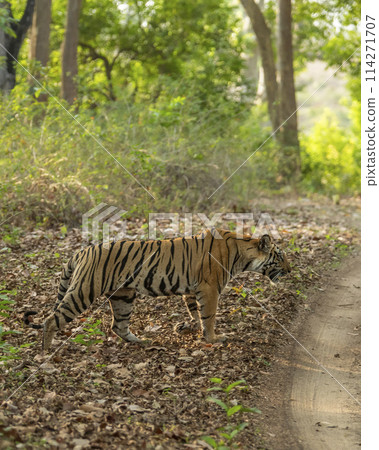 wild female tiger or panthera tigris showstopper crossing forest track or road while patrolling or territory stroll in natural green background bandhavgarh national park reserve madhya pradesh india 114271707