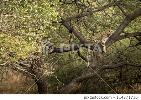 indian wild huge and large male leopard or panther or panthera pardus resting on tree trunk or branch scanning territory in natural scenic green background in evening safari at forest of india asia 114271710