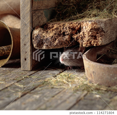 Rat in an old wooden barn. Rat in an old wooden barn. 114271804