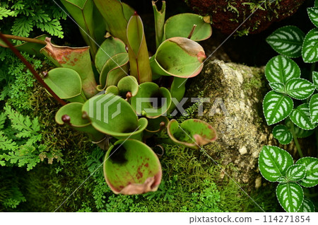 Heliamphora stans (Sarraceniaceae) 114271854
