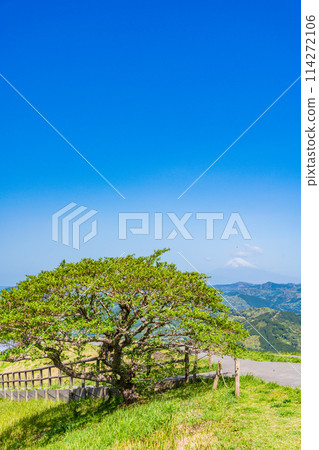 (Shizuoka Prefecture) Fresh greenery at the summit of Mt. Omuroyama with Mt. Fuji in the background 114272106