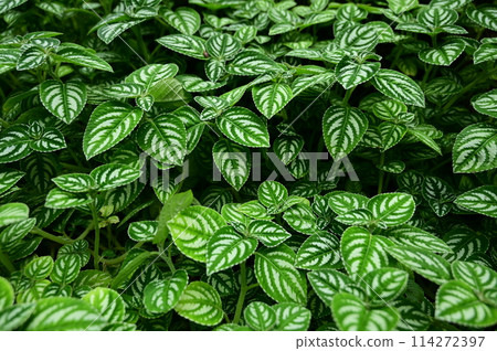 Fresh green leaves of Impatiens marianae (Balsaminaceae) Fresh green leaves of Impatiens marianae (Balsaminaceae) 114272397