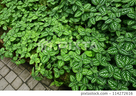 Fresh green leaves of Impatiens marianae (Balsaminaceae) 114272616