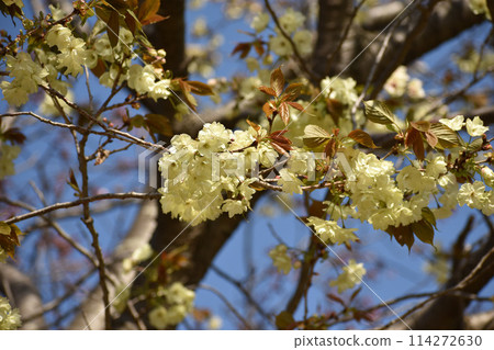 Yellow-green cherry blossoms - Ukin Yellow-green cherry blossoms - Ukin 114272630