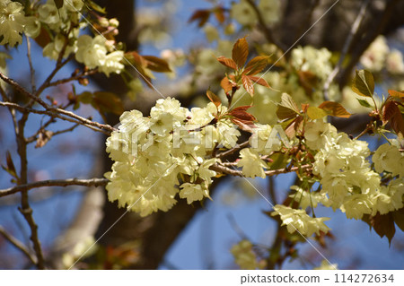 Yellow-green cherry blossoms - Ukin 114272634